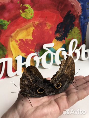 Живые тропические бабочки купить на Зозу.ру - фотография № 4