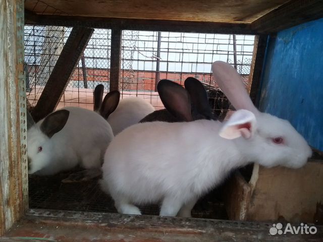 Продажа кроликов купить на Зозу.ру - фотография № 2