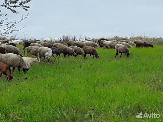 Продам овец, баранов купить на Зозу.ру - фотография № 1