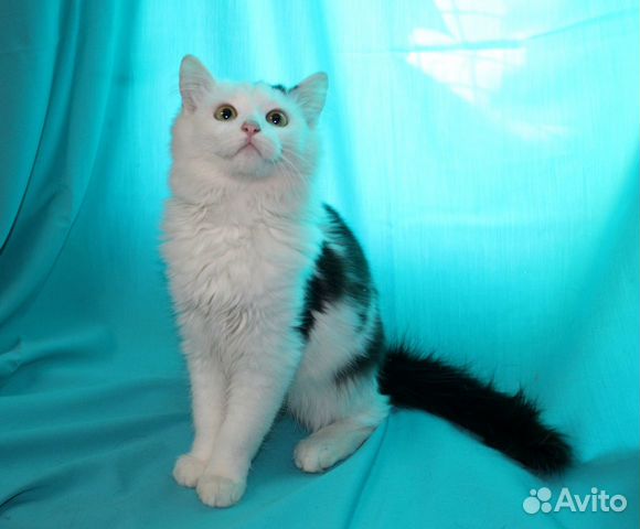 Котёнок Мальчик Сашенька