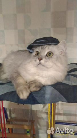Кот на вязку купить на Зозу.ру - фотография № 3