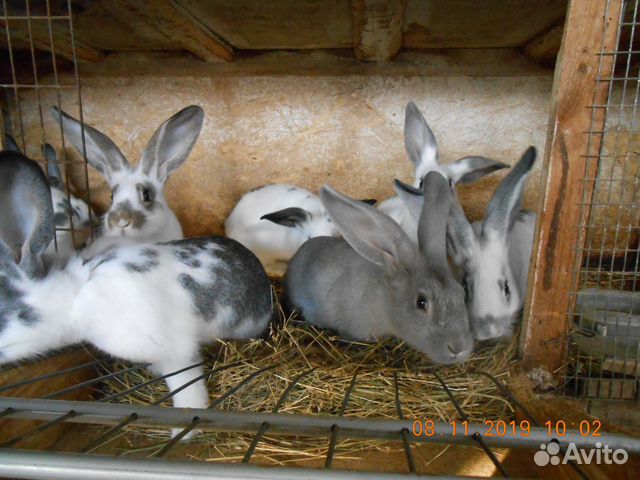 Кролики на племя,на мясо купить на Зозу.ру - фотография № 1