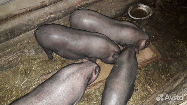 Вьетнамские свиньи купить на Зозу.ру - фотография № 6
