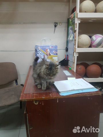 Кошечка купить на Зозу.ру - фотография № 3
