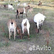 Продаю молочных коз и козлят купить на Зозу.ру - фотография № 7