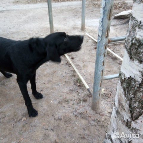 Прибежала собака Гончаяя смешно с Курцхаром купить на Зозу.ру - фотография № 1