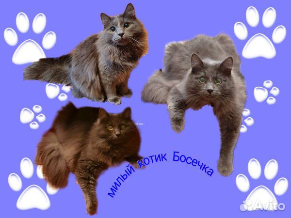 Милый котик "Бося" купить на Зозу.ру - фотография № 1