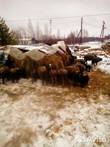 Лошади. Овцы купить на Зозу.ру - фотография № 10