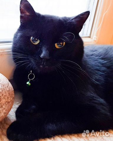 Кот Черчилль