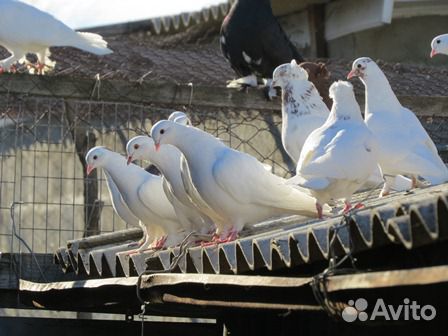 Бакинские голуби,павлины,иранцы купить на Зозу.ру - фотография № 1