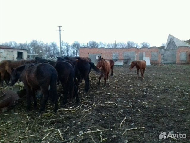 Лошади купить на Зозу.ру - фотография № 2