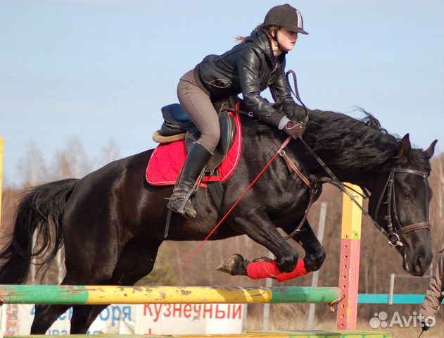 Продажа лошади купить на Зозу.ру - фотография № 9