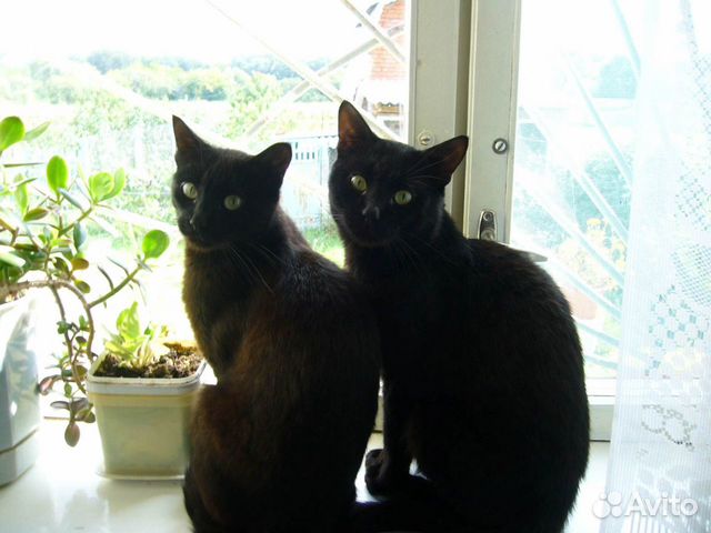 Кошка и кот купить на Зозу.ру - фотография № 1