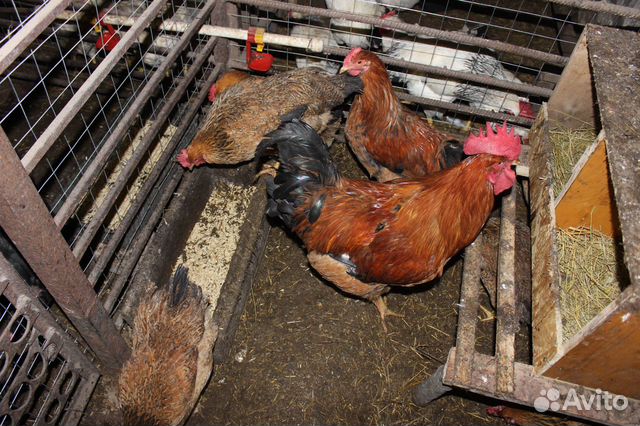 Инкубационные яйца, цыплята породистых кур купить на Зозу.ру - фотография № 2