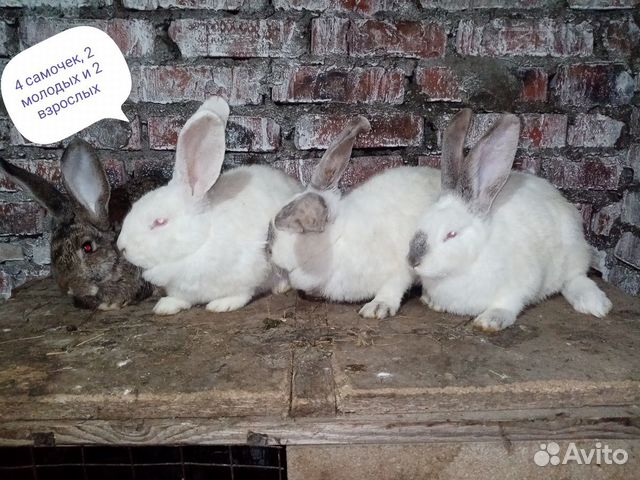 Семья кроликов купить на Зозу.ру - фотография № 2