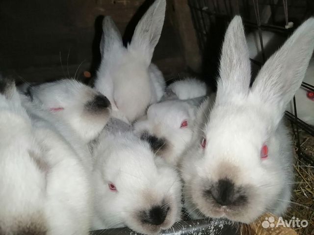 Кролики калифорнийские 1-2 месяца купить на Зозу.ру - фотография № 6