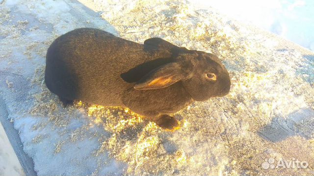 Кролики породы Рекс(5 месяцев) купить на Зозу.ру - фотография № 3