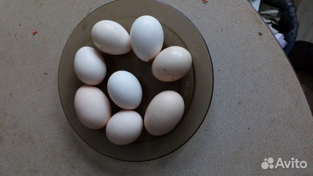 Яйца и птицы (бентамки, куры) купить на Зозу.ру - фотография № 1