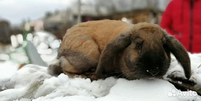 Кролик(Баран) купить на Зозу.ру - фотография № 2