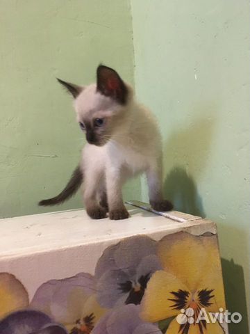 Сиамский котёнок