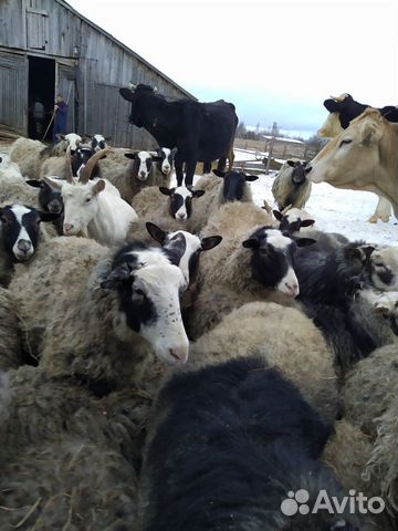 Овцы козы купить на Зозу.ру - фотография № 1