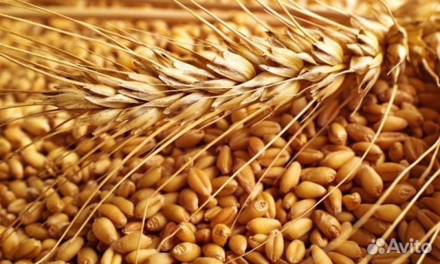 Пшеница урожая 2019г купить на Зозу.ру - фотография № 1