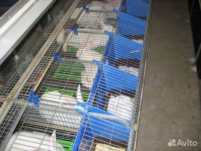 Кролики Белый Паннон купить на Зозу.ру - фотография № 7