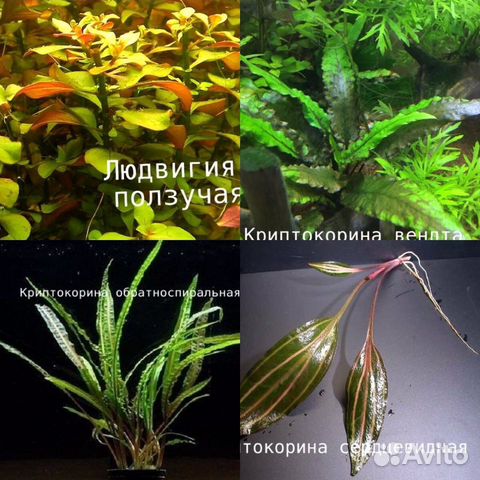 Растения, декорации купить на Зозу.ру - фотография № 5