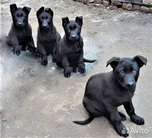 Немецкие щенки купить на Зозу.ру - фотография № 3