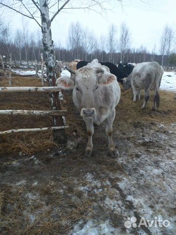 Продам коров стальные 7-8месяцев купить на Зозу.ру - фотография № 10