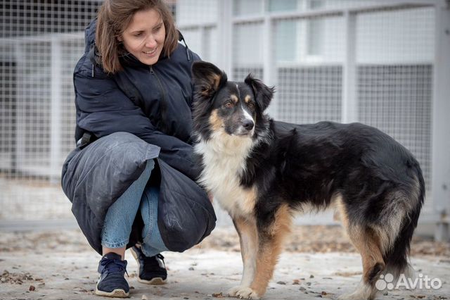 Красивый пёс в дар, собака в добрые руки, добрый п купить на Зозу.ру - фотография № 1