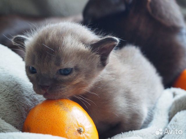 Купить Бурму Котенка В Екатеринбурге