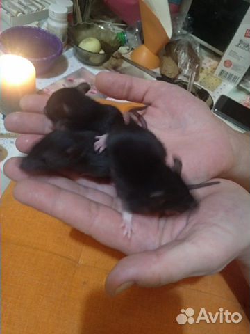 Крысята крыса купить на Зозу.ру - фотография № 3