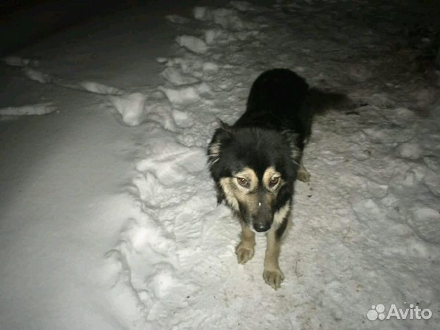 Собака Сашенька, годовалая, умница купить на Зозу.ру - фотография № 6