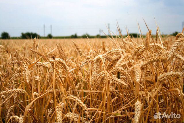 Пшеница яровая купить на Зозу.ру - фотография № 1