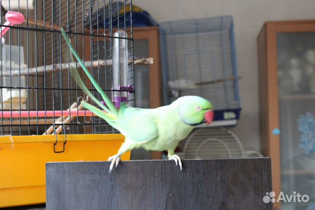 Продам самца ожерелового попугая купить на Зозу.ру - фотография № 8