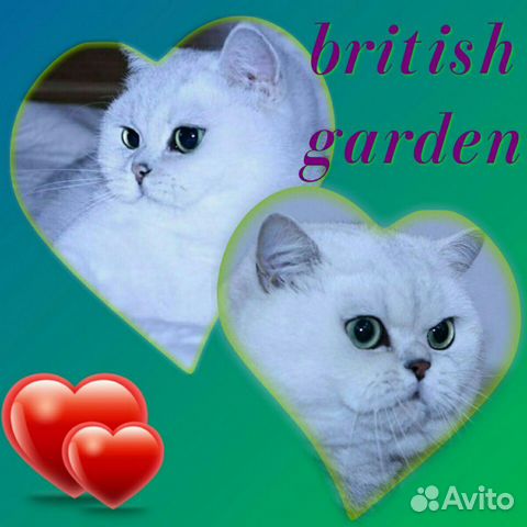 Британский котенок (серебристая шиншилла) купить на Зозу.ру - фотография № 4
