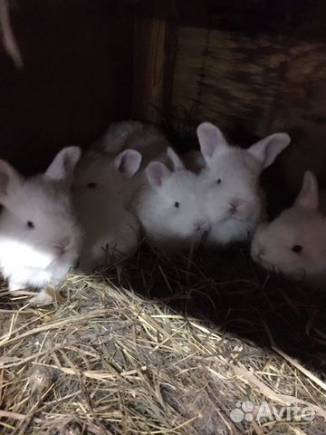 Новозеландские белые кролики купить на Зозу.ру - фотография № 4