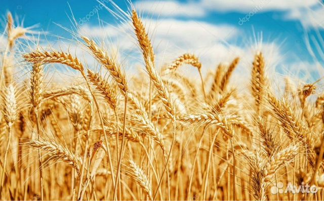 Горох, пшеница, ячмень купить на Зозу.ру - фотография № 1