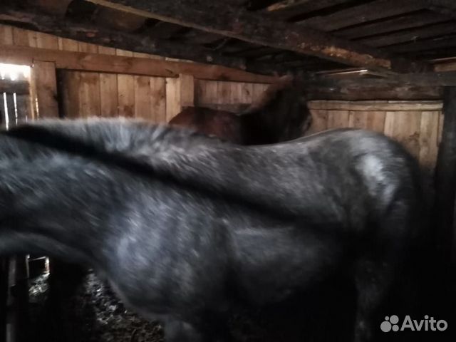 Лошадка купить на Зозу.ру - фотография № 4