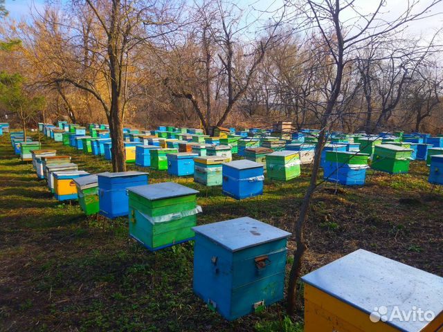 Продам 500 пчелопакетов (Карпатка, Карника) купить на Зозу.ру - фотография № 1