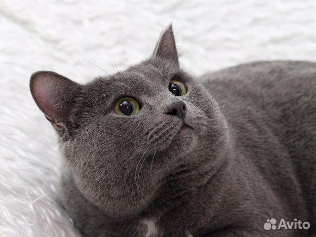 Серый кот британского фенотипа купить на Зозу.ру - фотография № 2