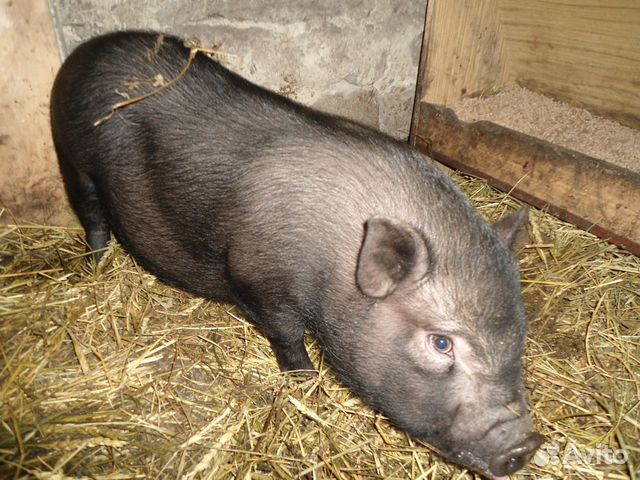 Вьетнамскую свинью купить на Зозу.ру - фотография № 1
