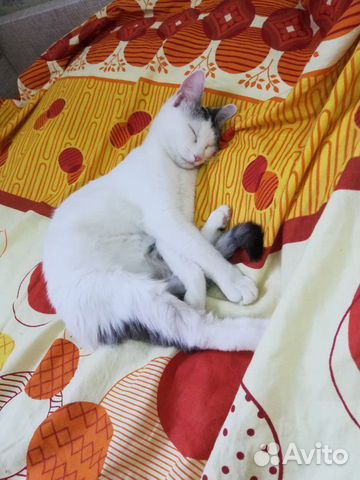 Отдам кошку в добрые руки