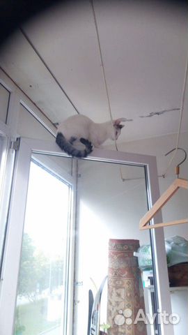 Отдам кошку в добрые руки