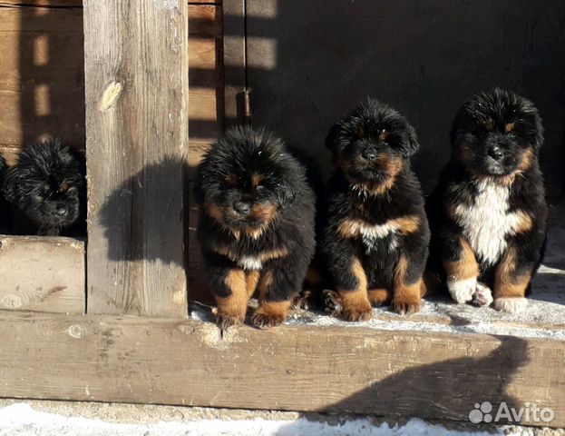 Продам щенков тибетского мастифа купить на Зозу.ру - фотография № 2