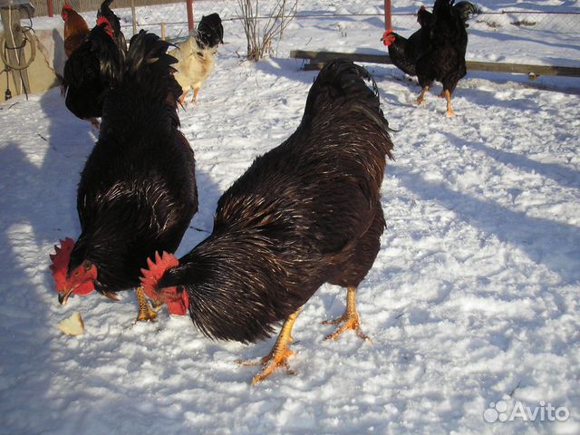 Цыплята суточные Род-Айленд купить на Зозу.ру - фотография № 1