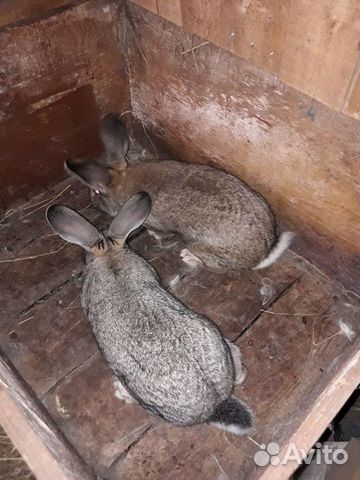 Кролики порода фландр купить на Зозу.ру - фотография № 9