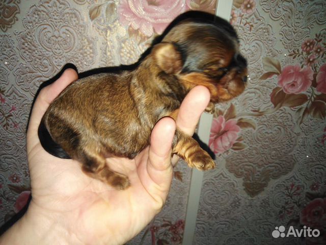 Собака Собака