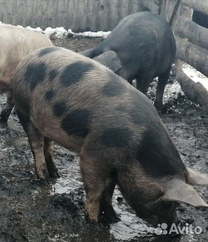 Продам кочкора и свиней купить на Зозу.ру - фотография № 3